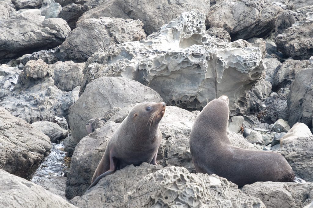 Phoques à Red Rocks Wellington