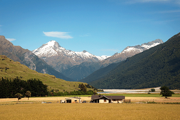 Une ferme de Nouvelle-Zélande