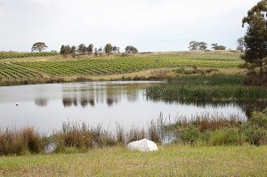 Milton Vineyard Tasmanie