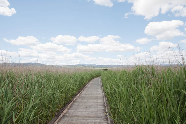 Tamar River Wetlands Reserve en Tasmanie