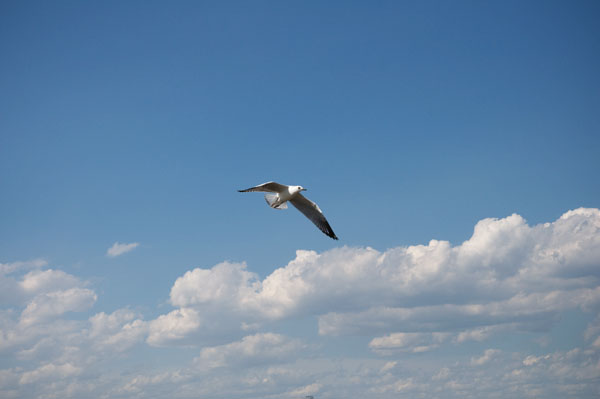 Envol de l'oiseeau vers les vacances