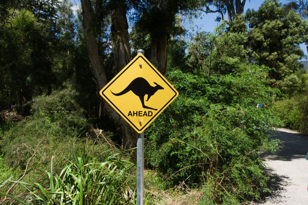 Souvenirs de vacances avec les animaux