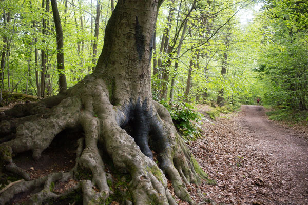 Forêt de Ville d'Avray