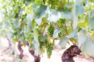 Week-end en Bourgogne