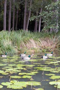 Découverte parc Cheverny