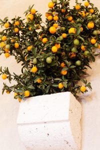 Orangerie de Cheverny