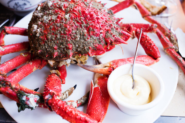 Araignée de mer à Erquy