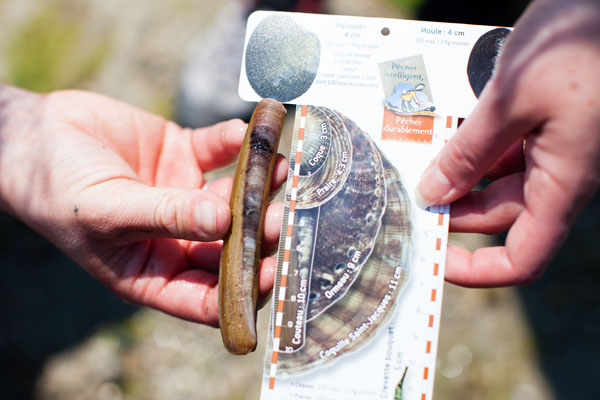 Pêche à pied Pléneuf Val-André