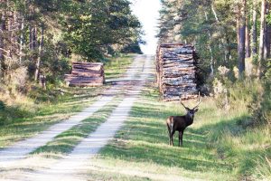 Domaine du Château de Chambord en 4x4