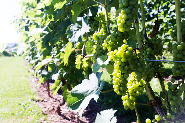 Grand-Pré en Nouvelle-Ecosse