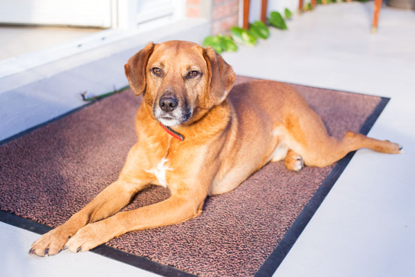 Chambres d'hôtes Laiterie de Tocqueville