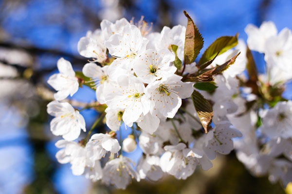 Chambres d'hôtes Laiterie de Tocqueville