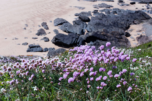 Sentier douanier de la Potinière