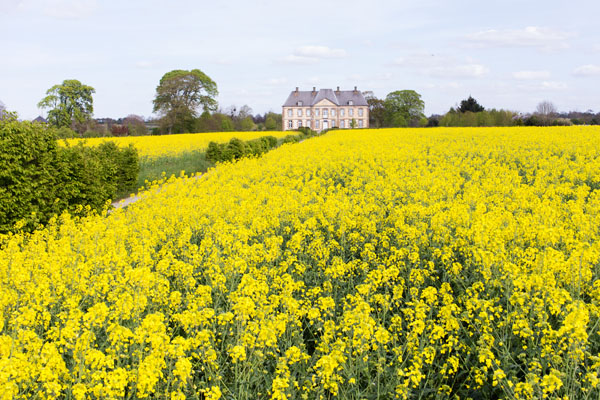 Champs de colza à Annoville