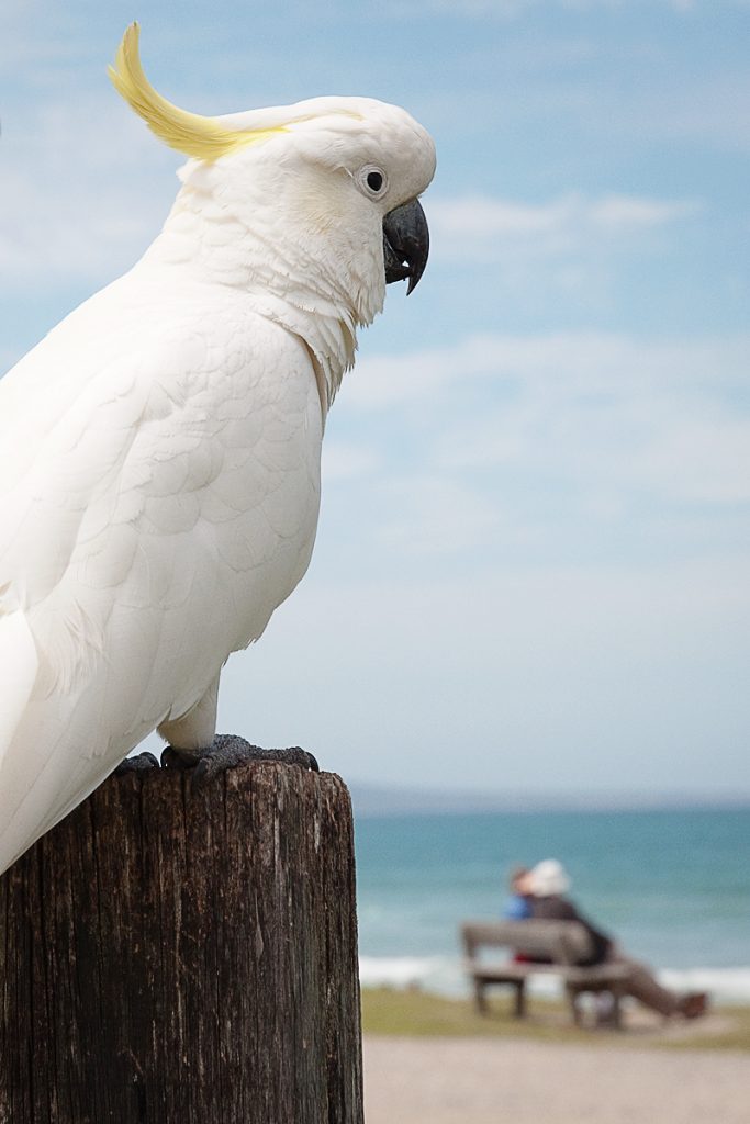 Cockatoo Australie