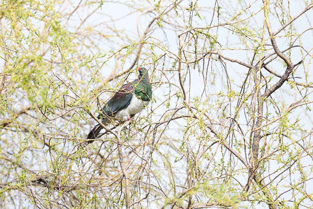 Voyage en Nouvelle-Zélande 2017