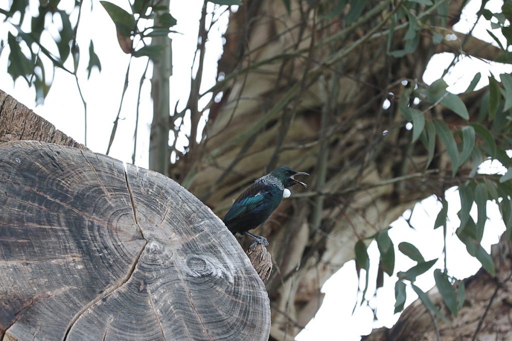 Voyage en Nouvelle-Zélande 2017