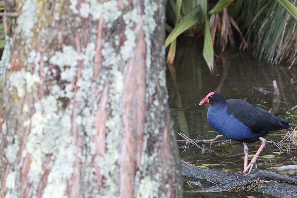 Voyage en Nouvelle-Zélande 2017