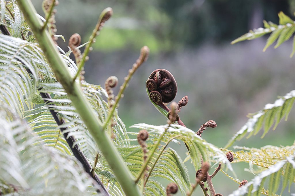 Voyage en Nouvelle-Zélande 2017