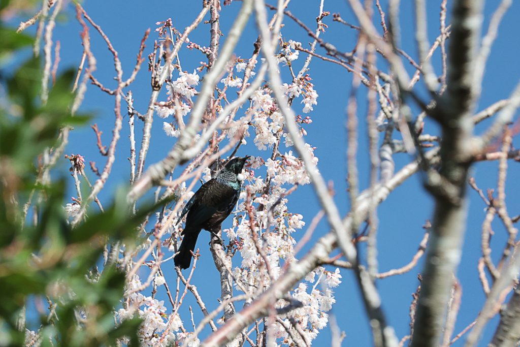Voyage en Nouvelle-Zélande 2017