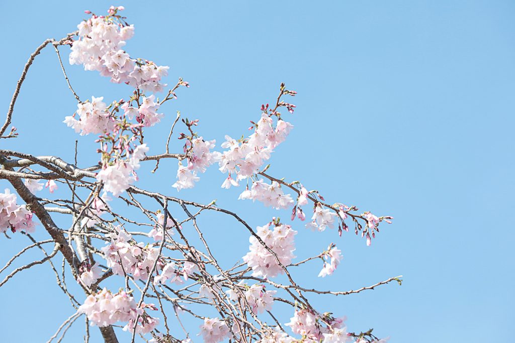 Voyage en Nouvelle-Zélande 2017