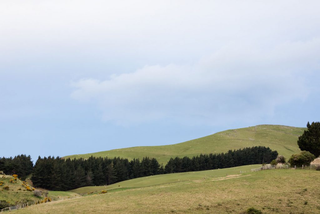 Otago Peninsula, Dunedin