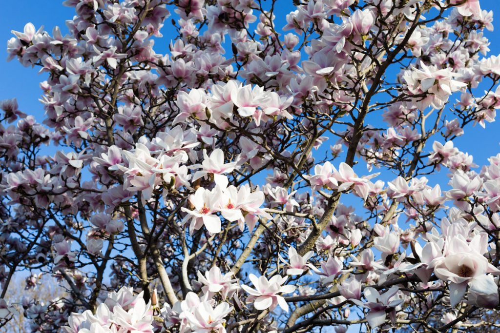jardin botanique de Dunedin NZ