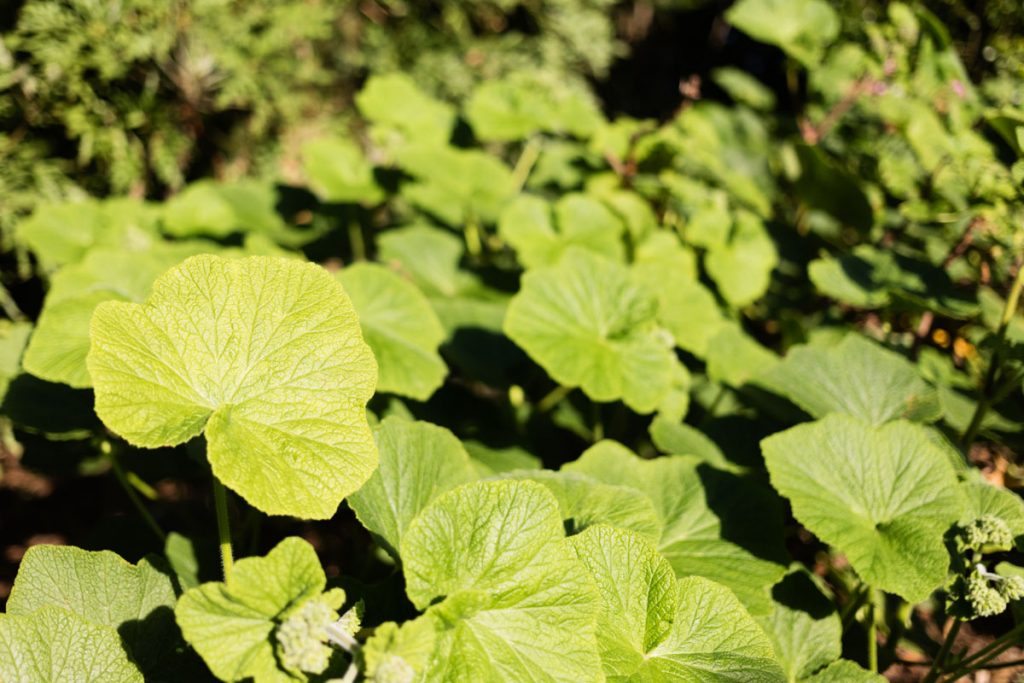 jardin botanique de Dunedin NZ