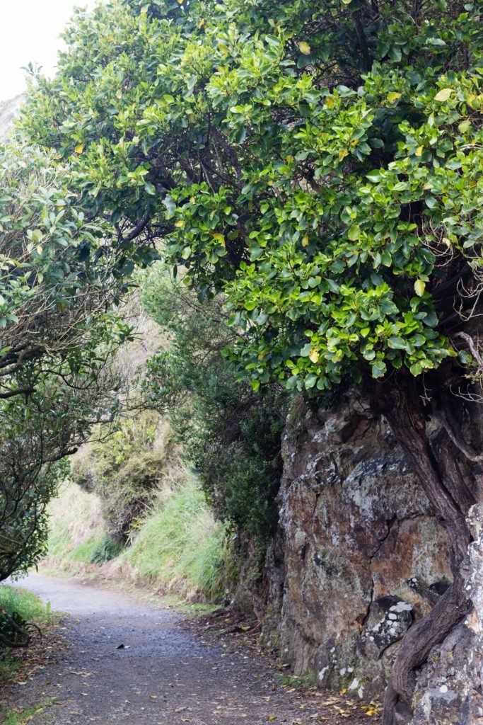 Nugget Point, Catlins NZ