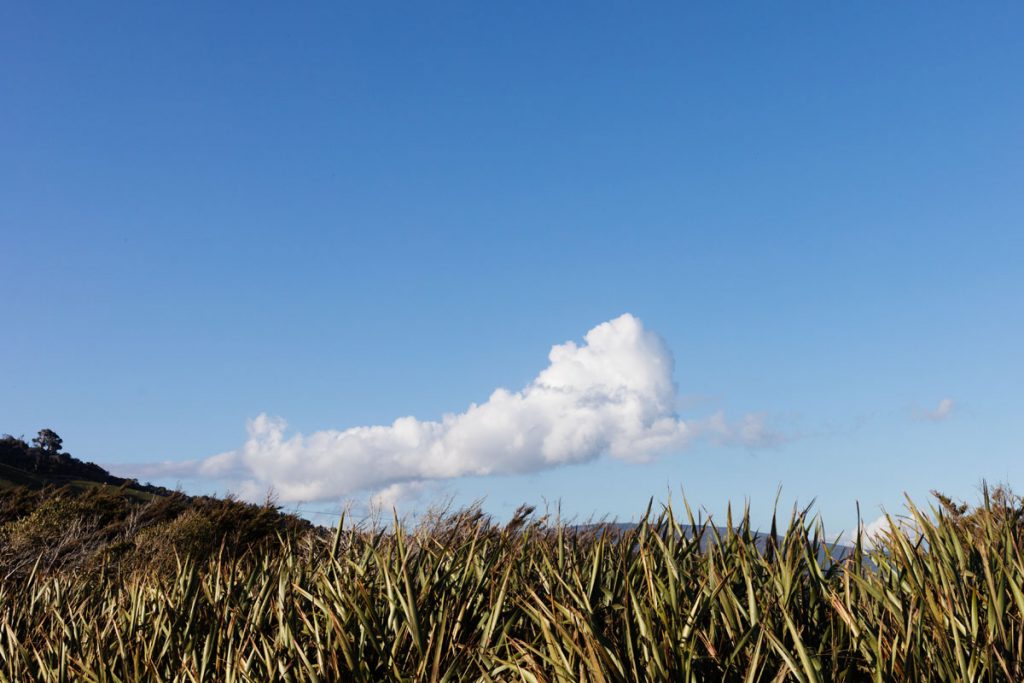 Lion qui attrape une balle
