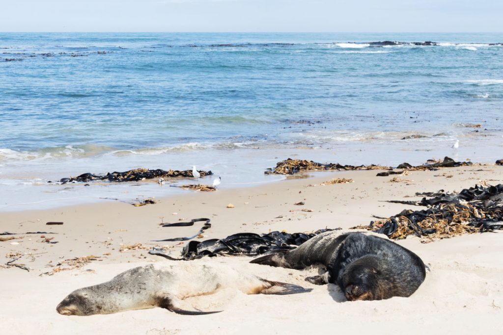 Waipapa Point Catlins NZ