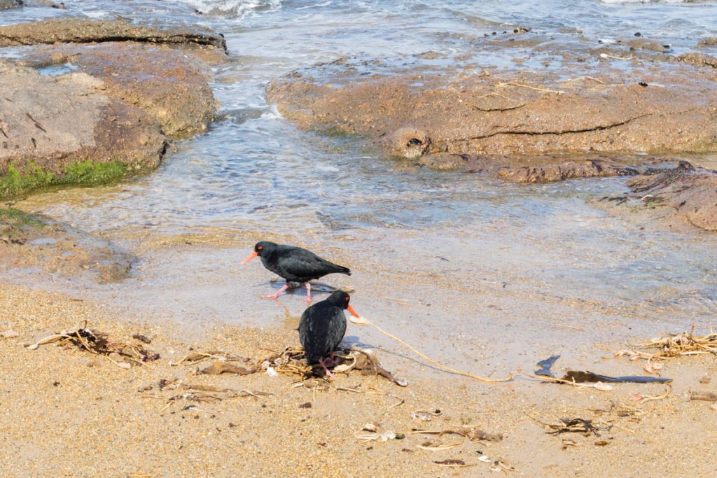 Waipapa Point Catlins NZ