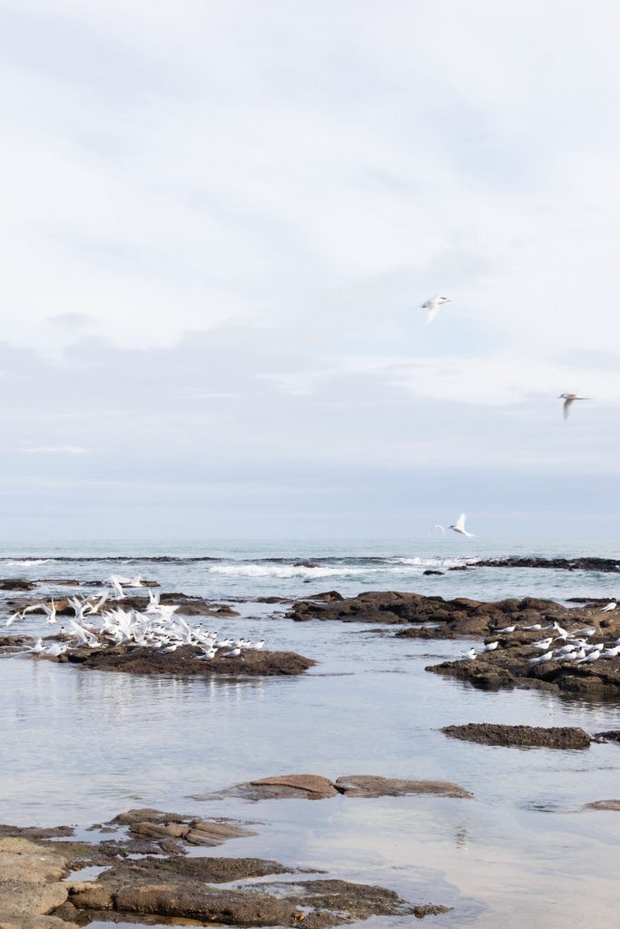 Waipapa Point Catlins NZ