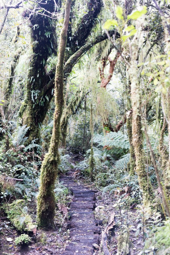 Koropuku Falls Catlins NZ