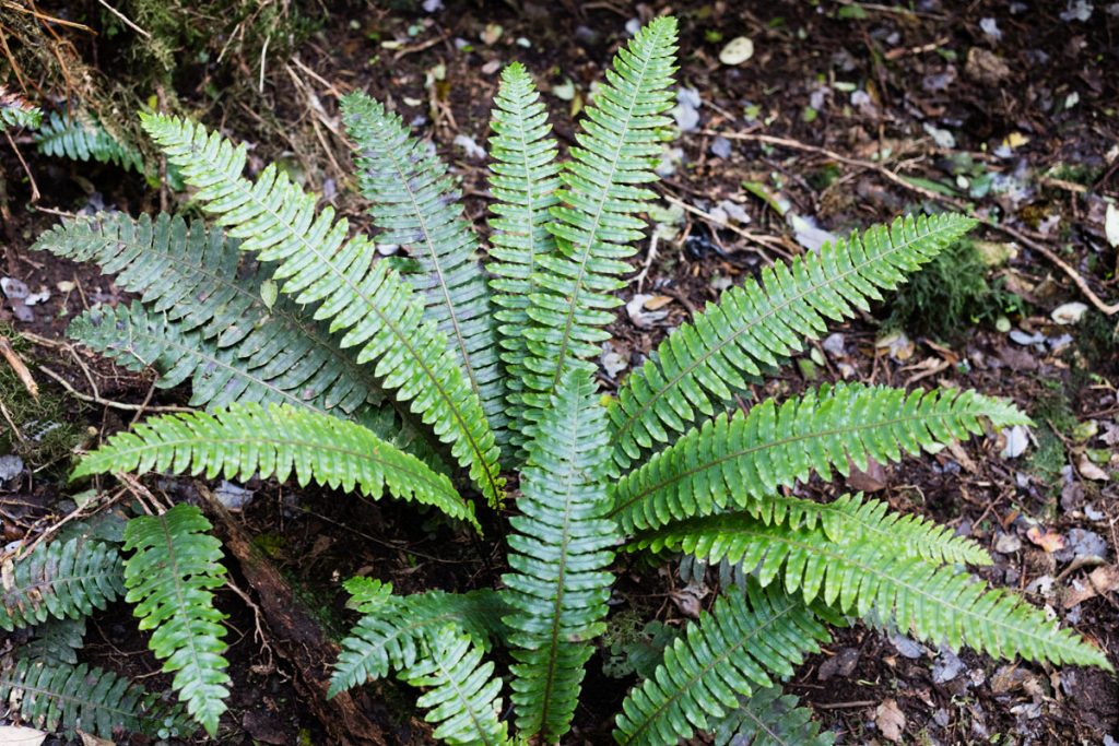Koropuku Falls Catlins NZ