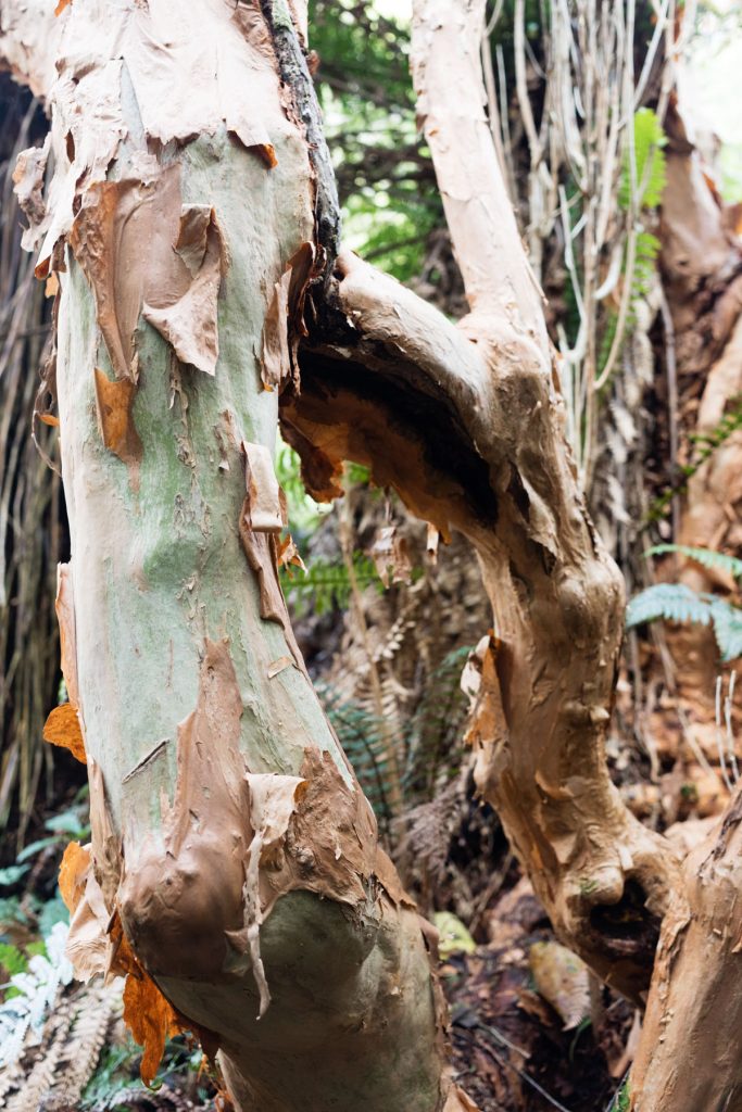 Koropuku Falls Catlins NZ