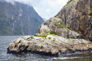 Southern Discoveries Milford Sound NZ