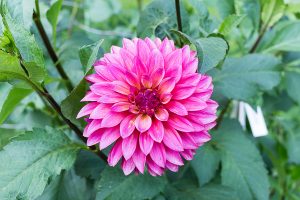 Public Gardens Halifax