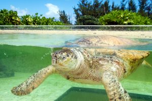 Voyage Ile de la Réunion