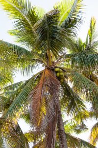 Voyage Ile de la Réunion