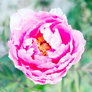 Maison DIOR Granville