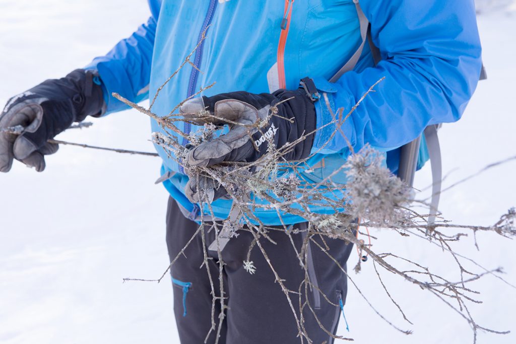 Boris Tourne mode survivor