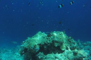 Snorkling safari Kuramathi Maldives