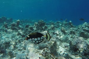 Snorkling safari Kuramathi Maldives