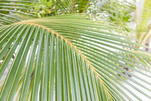 Fleurs sur Kurumba Maldives