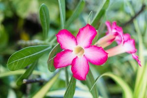 Fleurs sur Kurumba Maldives