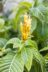 Fleurs sur Kurumba Maldives