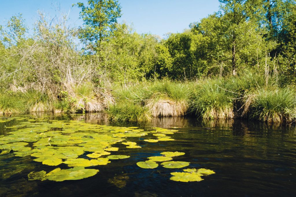 Canoë sur la Conie à Marboué