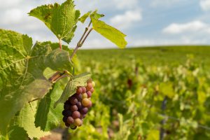 Domaine viticole Champagne Dallacourt