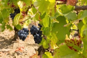 Domaine viticole Champagne Dallacourt